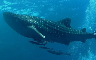 Snorkel y buceo en Cancún: una guía para explorar el maravilloso mundo submarino