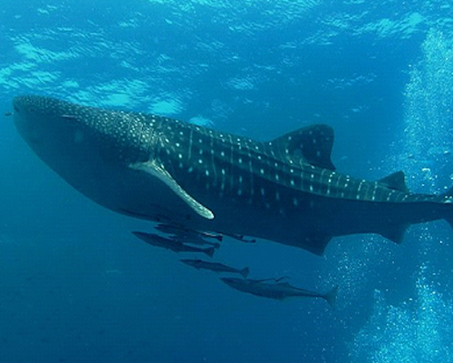 Snorkel y buceo en Cancún: una guía para explorar el maravilloso mundo submarino