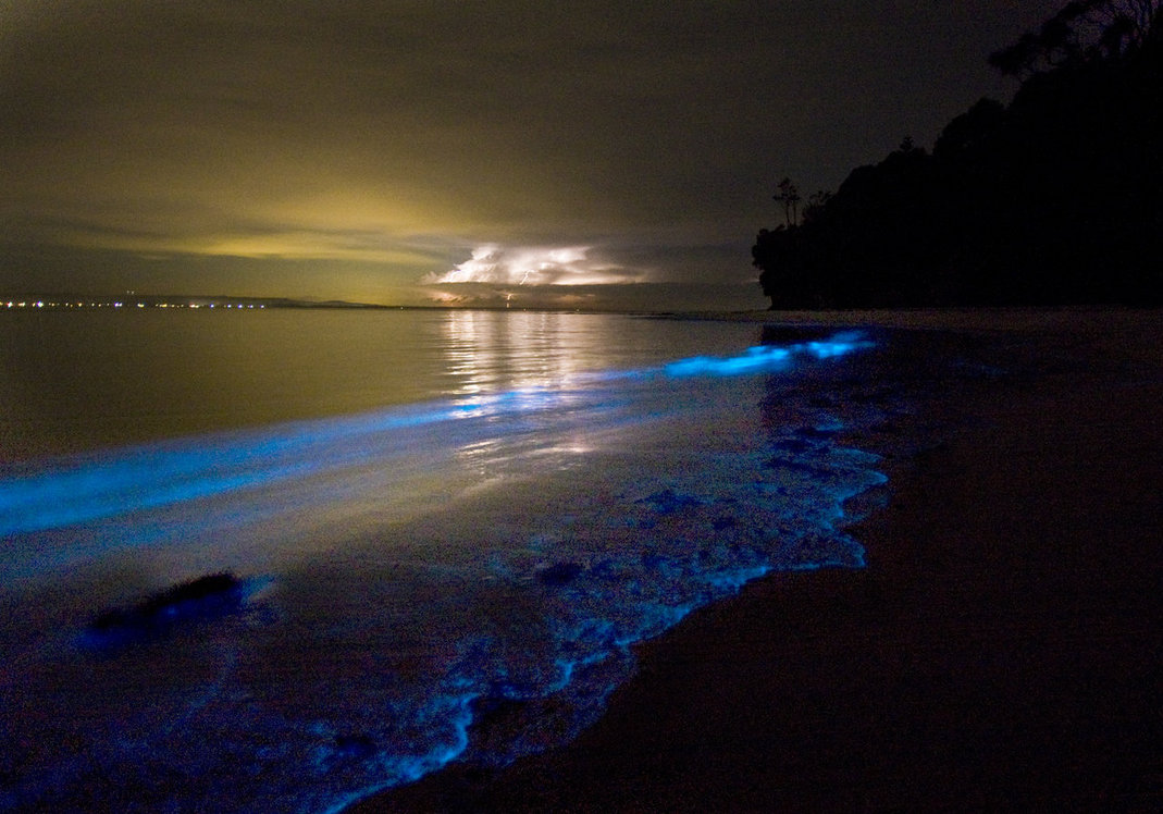 Holbox Island bioluminescent waters