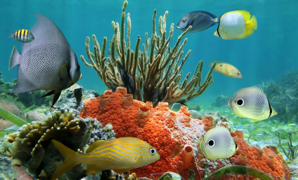 Colorful tropical fish swimming in the Great Maya Reef, Cancún.