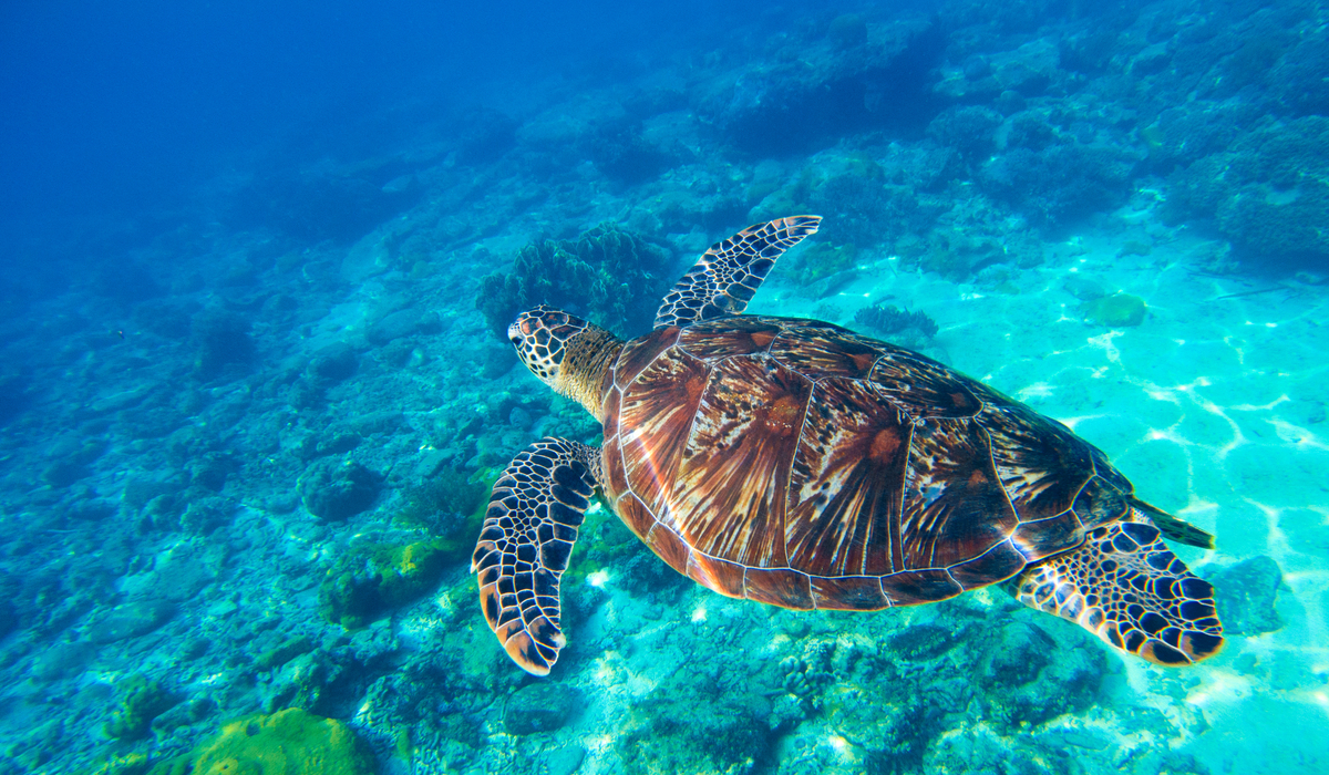 Sea turtle swimming in Akumal Bay, near Cancún.