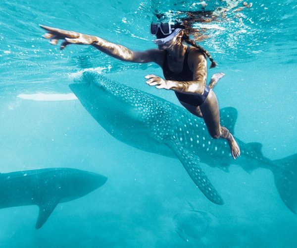 Nadando con Tiburón Ballena