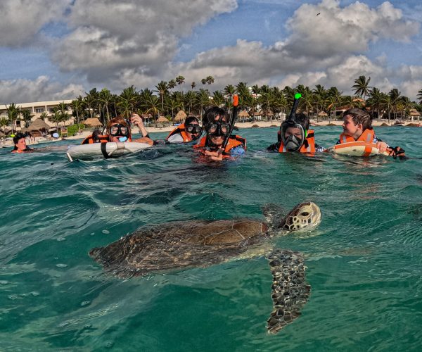 Snorkel – Cenotes & Turtles